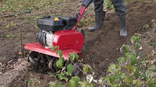 Man Works in a Vegetable Garden with a Garden Cultivator