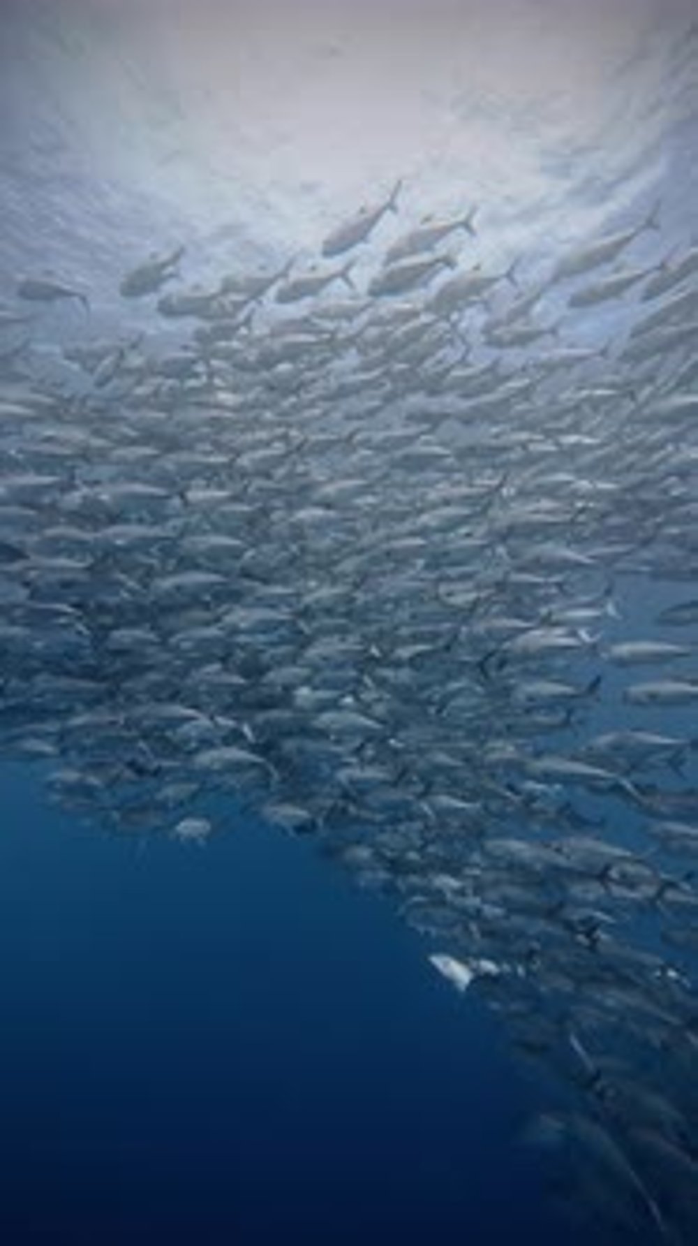 School of Fish in Deep Blue Sea, Nature Stock Footage ft. vertical ...