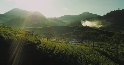Aerial Drone View of Tea Plantation with Balanced Sunlight and Morning Fog