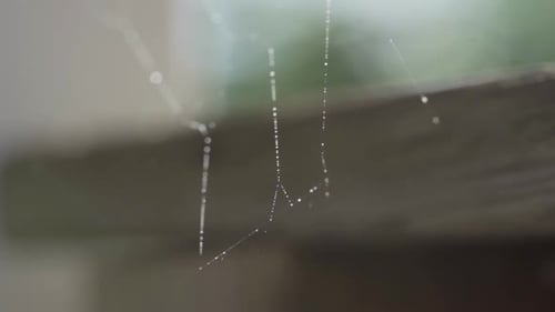 Macro Shot Of Condensation On A Cobweb, Outdoors Reflecting From Sunlight