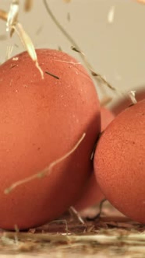 Hay Falls on Chicken Eggs Filmed on a Highspeed Camera at 1000 Fps