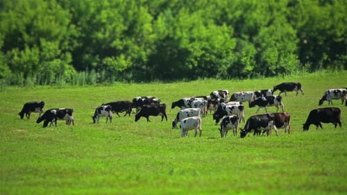 Cows Grazing Peacefully in Green Rural Pasture