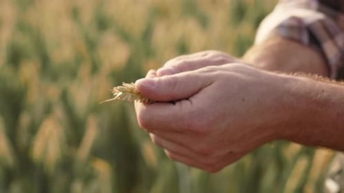 Farmer Examines Wheat Kernels in Rural Field