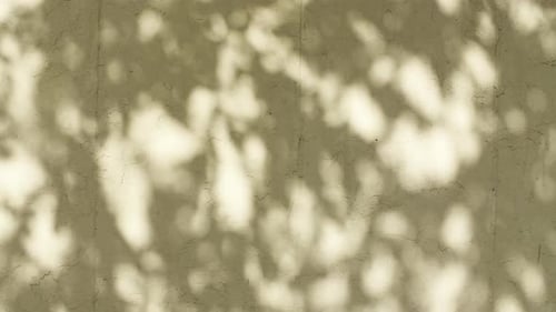 Transparent Soft Light and Shadows From Branches Plant Foliage and Leaves Morning Sunlight and Tree