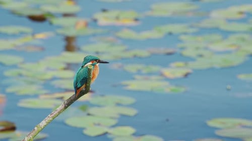 Vue au ralenti du martin-pêcheur en Frise, aux Pays-Bas, perché au-dessus de l'étang, vue de profil des étoiles d'oiseaux