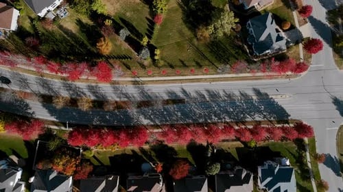 Top Down Shot of Beaut Scenic Suburban Street Surrounded By Vibrant Red and Yellow Autumn Trees Fall