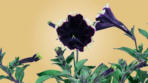 Time lapse of Beautiful Purple Petunia Flower Blooming, Orange Background. Close-up Surfinia Flower