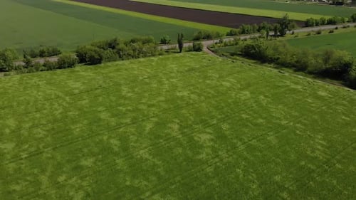 green barley and wheat fields aerial view