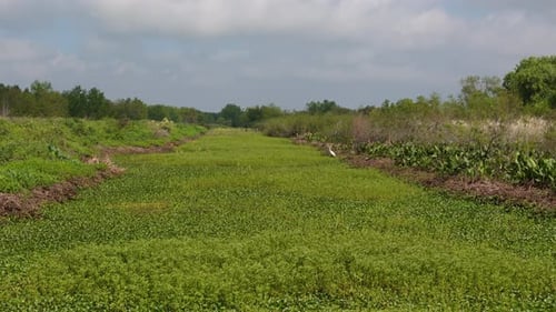 Snowy egret wading in wetlands, hunting for food among dense vegetation along riverbank