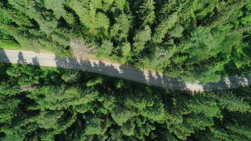 Aerial View of a Beautiful Road Through the Forest Road Between the Green Trees on a Clear Sunny Day