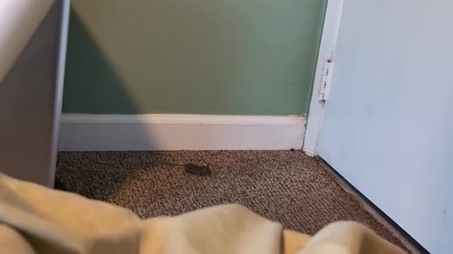 A shrew crawling in the bedroom. Disgusting little rodents.