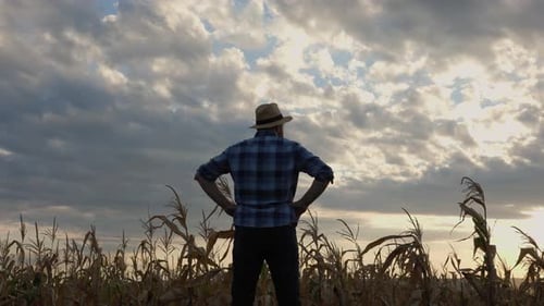 The Silhouette of a Farmer's Man Standing in a Field of Corn Looks Forward to the Sunset