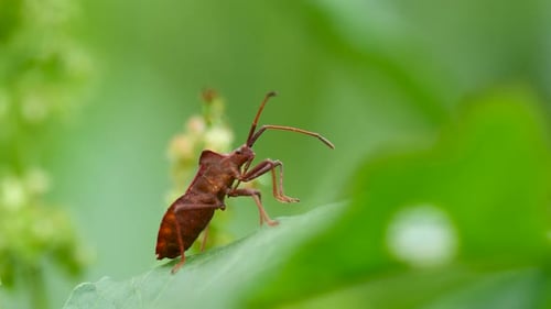 Brown Stink Bug on Green Leaf Close Up