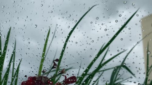 Slow tilt up of raindrops on a window with flowers moving with the wind behind.