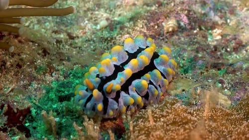 A sea slug underwater - Varicose Phyllidia (Phyllidia varicosa)