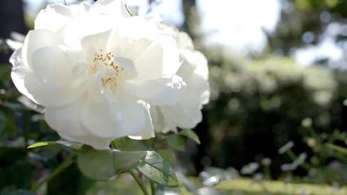 Nahaufnahme einer schönen weißen Rose, die im sonnigen Garten wächst, Zeitlupe