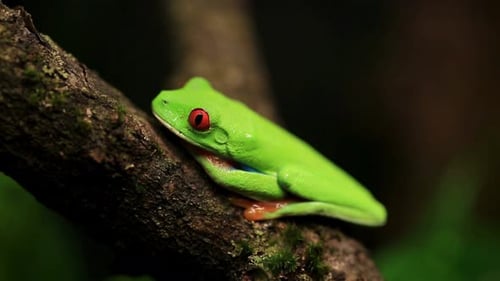 Red-Eyed Tree Frog Resting on a Mossy Branch