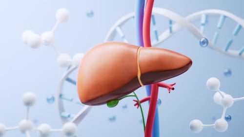Liver and biological concept background