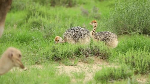 Drehaufnahme von zwei Straußenküken, die im grünen Gras des Kgalagadi Transfrontier Parks picken wi