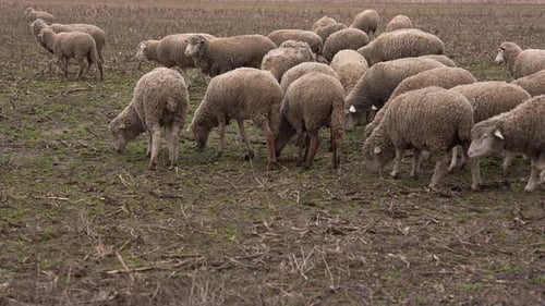Flock of Sheep Grazing in Rural Field