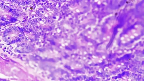 Section of Simple Columna Epithelium Filmed Under Light Micrograph 400x Against Bright Field