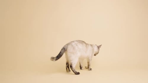 Curious Siamese Cat Playing with a Toy in Slow Motion