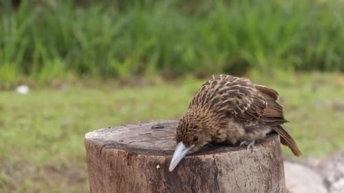 Young Butcherbird Sits on Stump, Chirps, Cleans Beak and Sings
