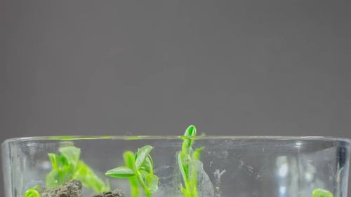 Beans Timelapse