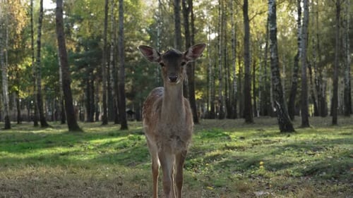 Whitetail spotted young deer standing in the forest looking at the camera and shaking its ears