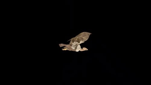 Wild Vulture Bird Fly 2