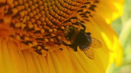 Extreme close-up of bumblebee collecting nectar inside sunflower