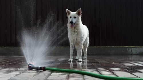 A white swiss shepherd plays with a stream of water from a hose on a hot summer day