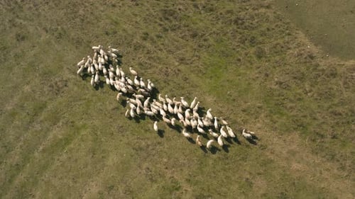 Schafherde in einem Feld