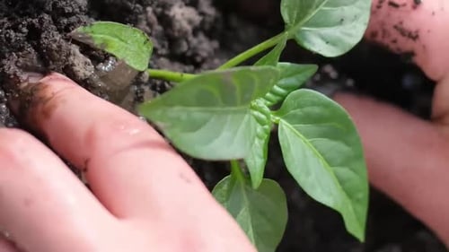Closeup of a Woman's Hand Planting a Young Green Plant Dry Soil in the Garden Vertical Video