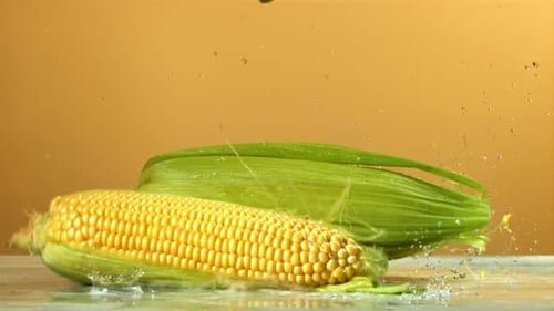 Corn Falls on the Table Filmed on a Highspeed Camera at 1000 Fps