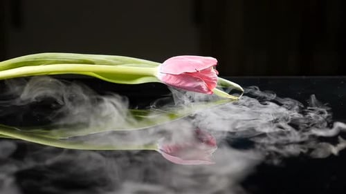 Schöne gefrorene Tulpenblume mit Rauch in Zeitlupe
