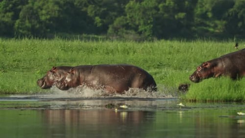Panning shot of a group of hippos running into the water.