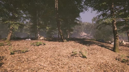 Tranquil Forest Landscape with Rich Foliage and Rocky Terrain in Daylight