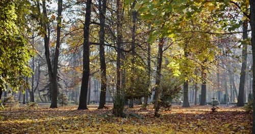 Slow Motion. Serene Autumn Landscape with Autumnal Leaves Falling From Colorful Maple Trees at