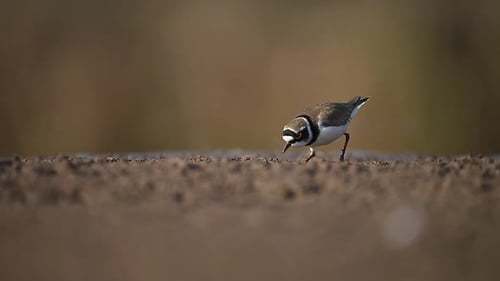 Closeup of Little Ringed Plover in Morning
