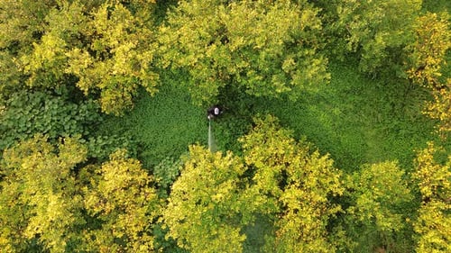 Person Spraying Plants in Green Rural Landscape Aerial