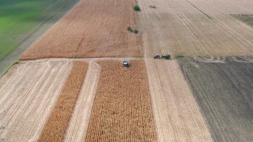 Aerial view of agriculture machinery harvesting corn in golden fields