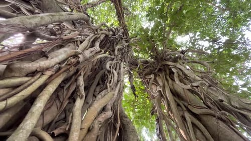 Botany is one of the longest living plants . The main trunk of this tree dies, and later on, the tru