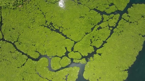 Dense Mangrove Forest with Branching Waterways Siargao Philippines