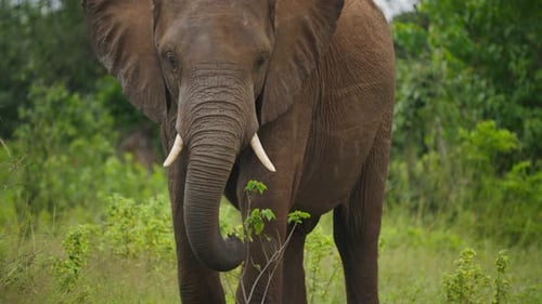 Afrikanischer Elefant spaziert in der Savanne mit grünen, üppigen Büschen im Hintergrund in Botswana Majestic Ivory