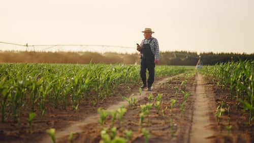 Farming and Agriculture in Ecological Region One Farmer with Smartphone Walking Agribusiness in