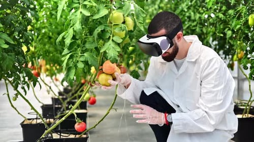Man Using VR Headset Examining Tomatoes in Greenhouse