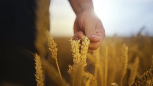 Closeup View of Male Hand Touching Ripe Golden Wheat Ear Beautiful Landscape Agriculture and