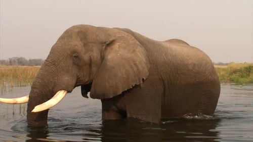 elefante africano macho vadeando por aguas de profundidad media, foto de perfil en un paisaje seco, lig vespertino