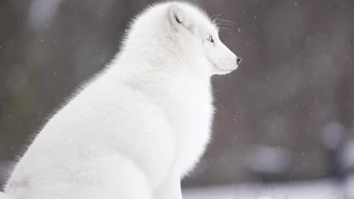 Arctic Fox with Heterochromia looks at the camera during a light snowfall. One eye is yellow and one